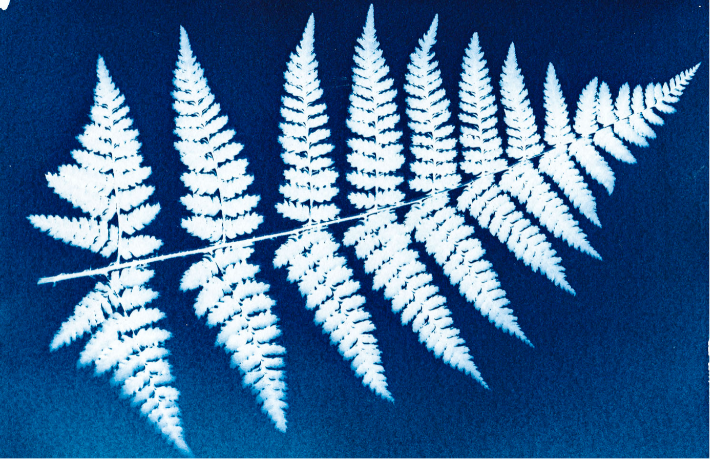 Creative Arts Club for the Over 60s: Printing with Light – Cyanotypes