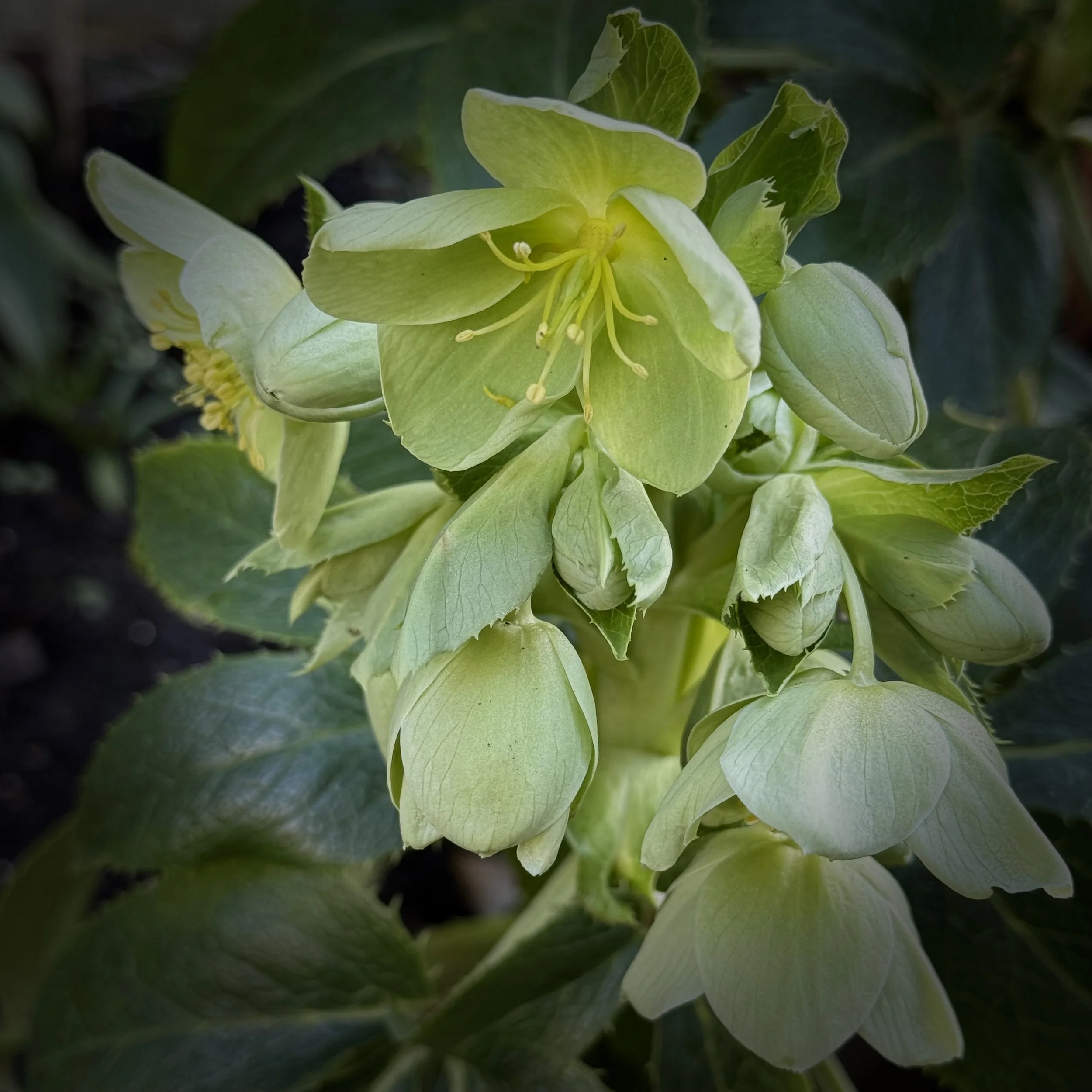 Bell House Open Garden - February