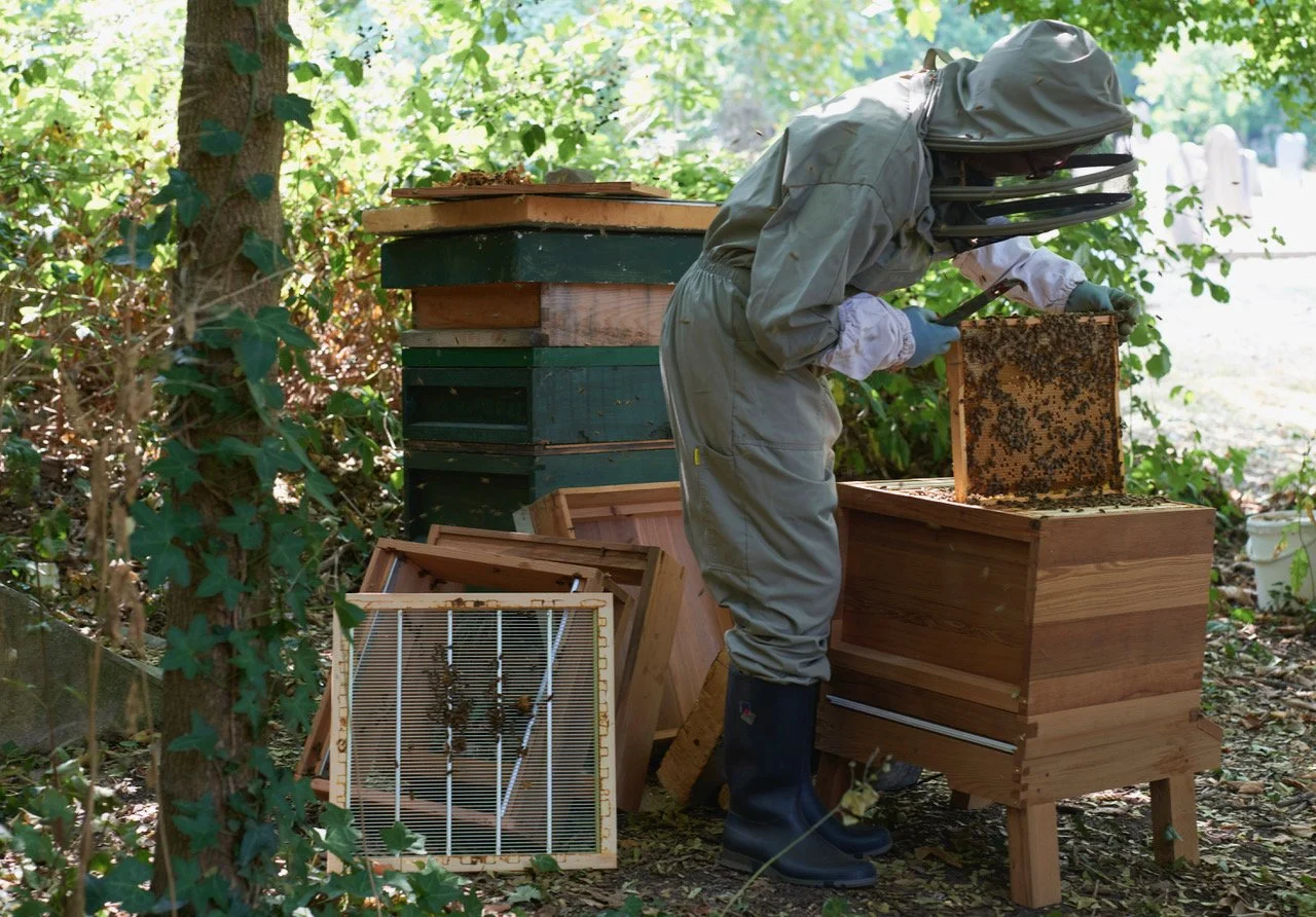 An evening with the bees at Bell House