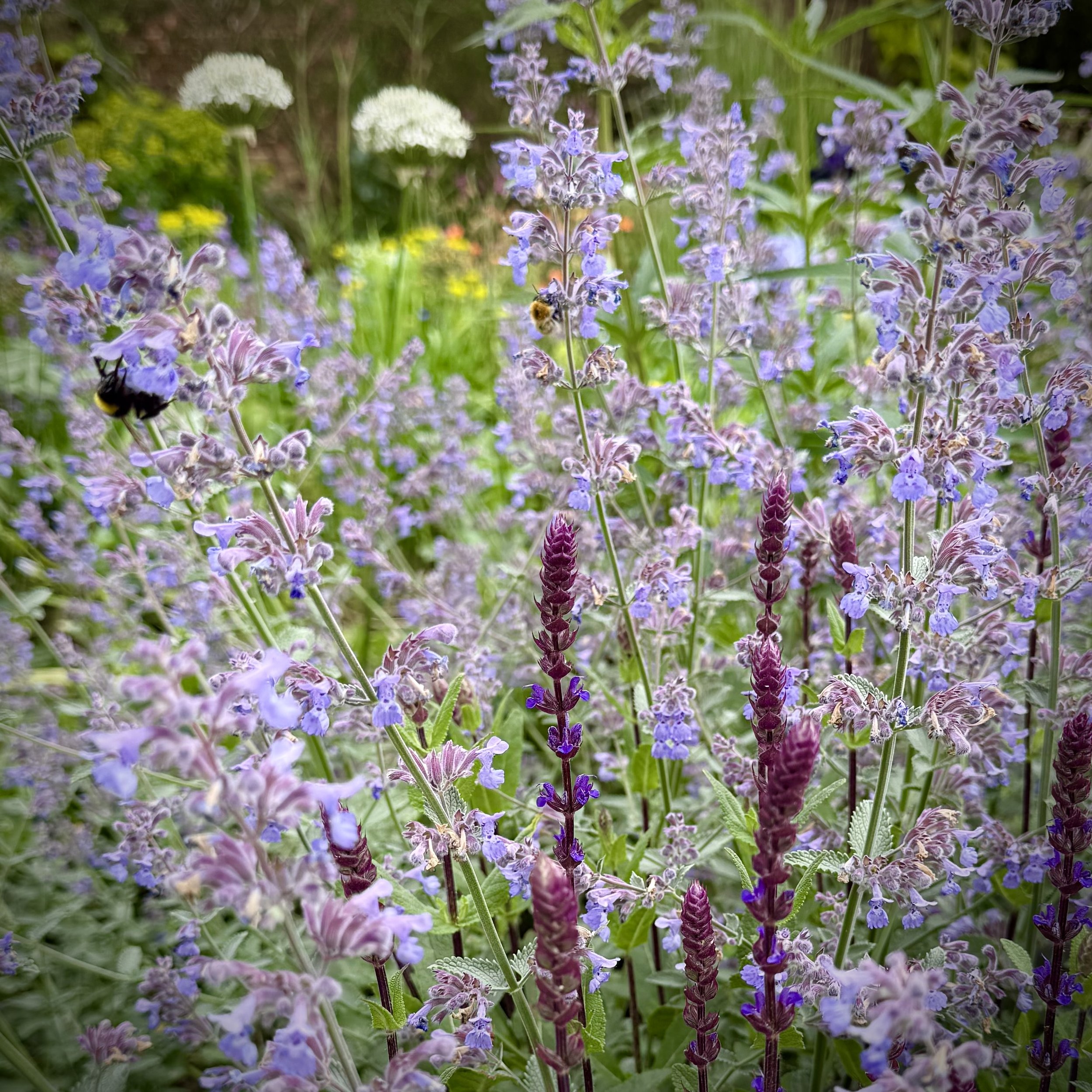 Bell House Open Garden - June