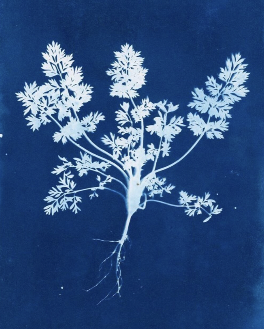 The Creative Arts Club: Art for All | Cyanotypes – Working with Summer Light