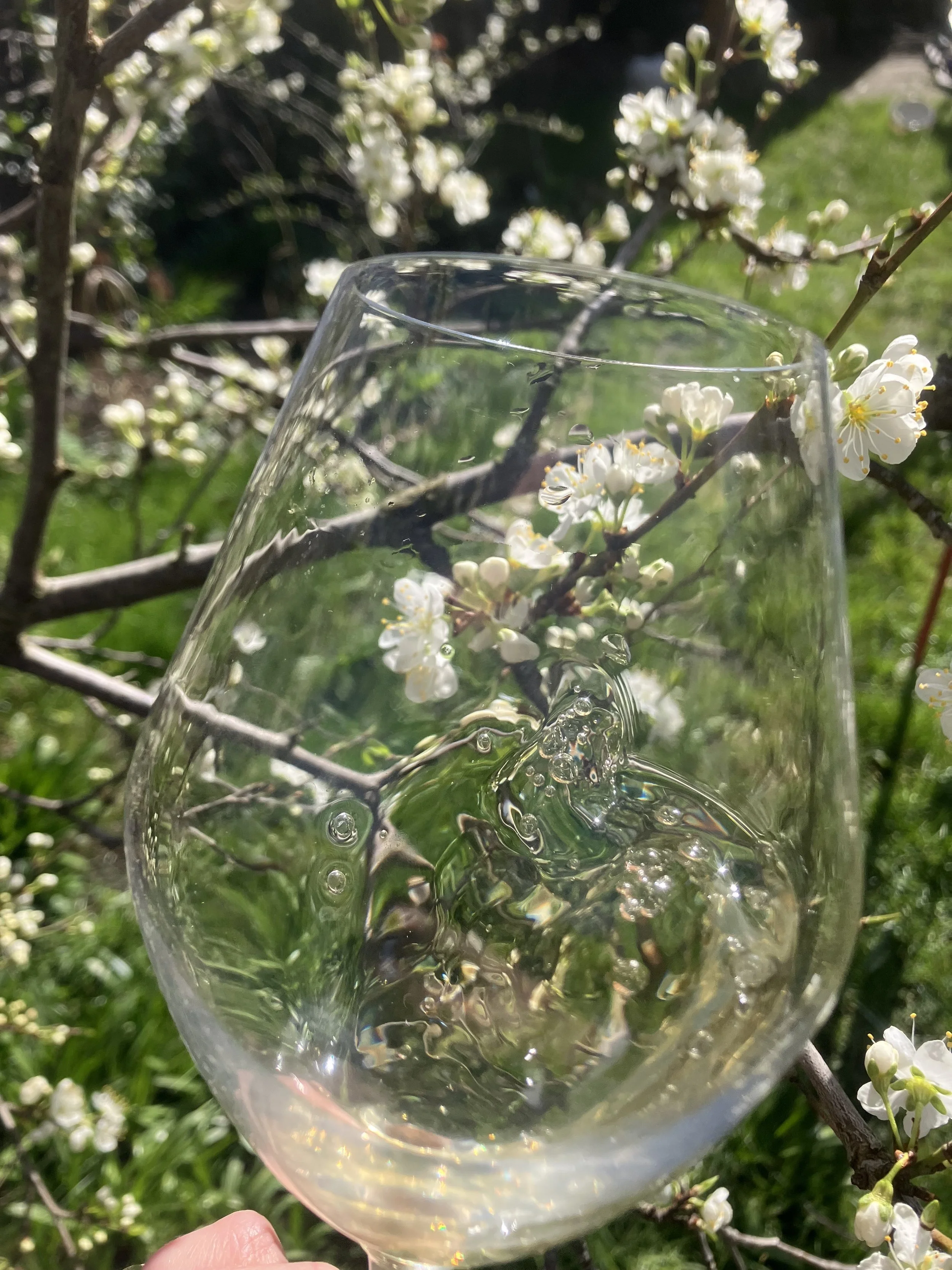 In the garden – Sommelier hosted seasonal supper with paired wine tasting