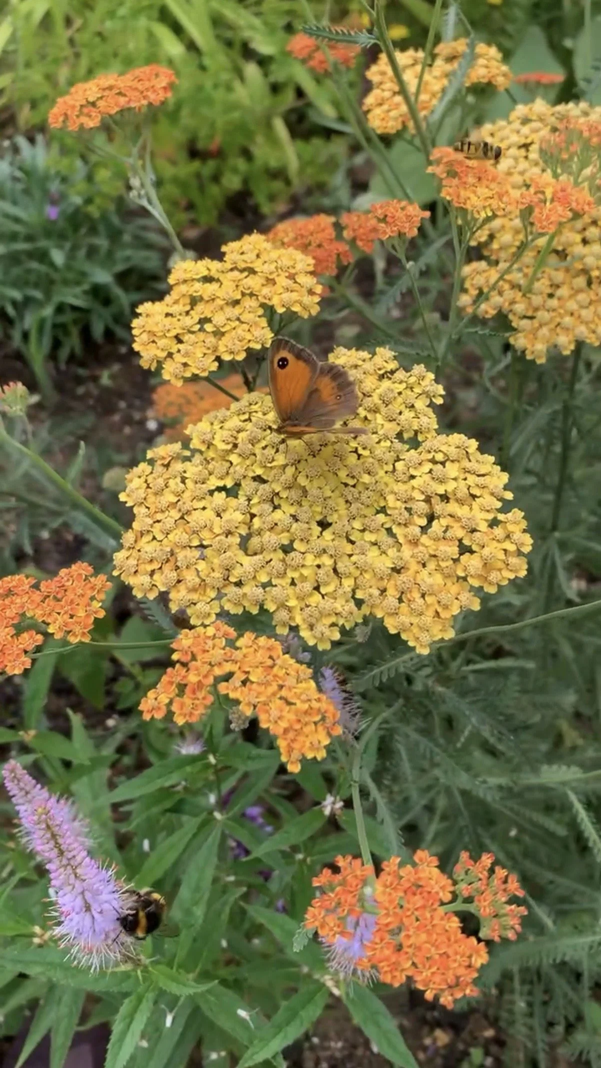 Bell House Open Garden - July