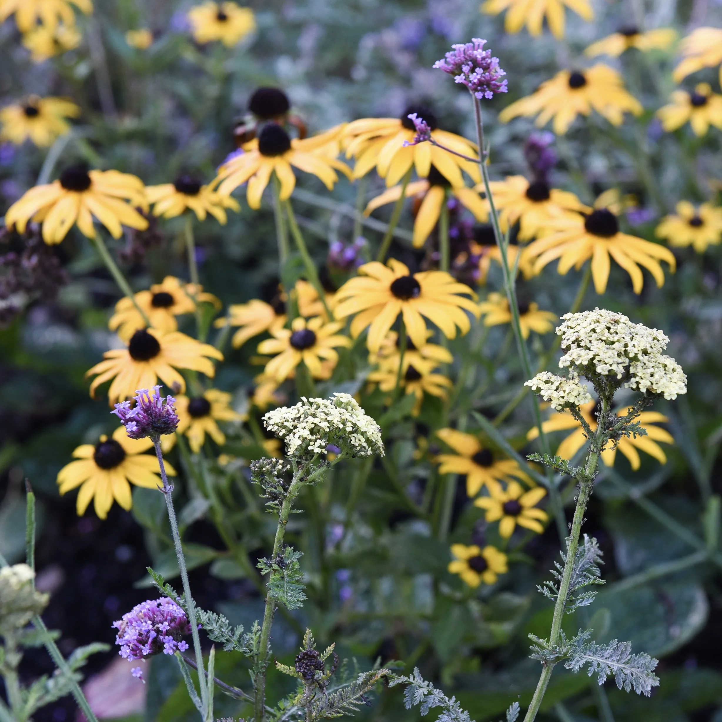 Bell House Open Garden - September
