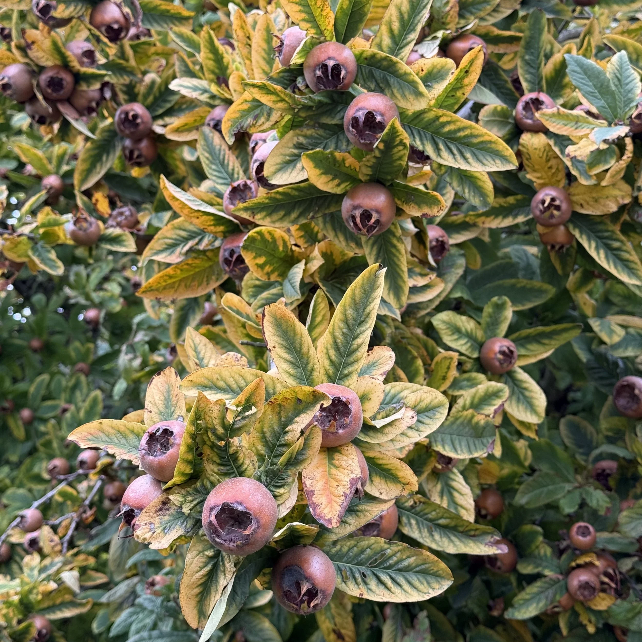 Bell House Open Garden - October