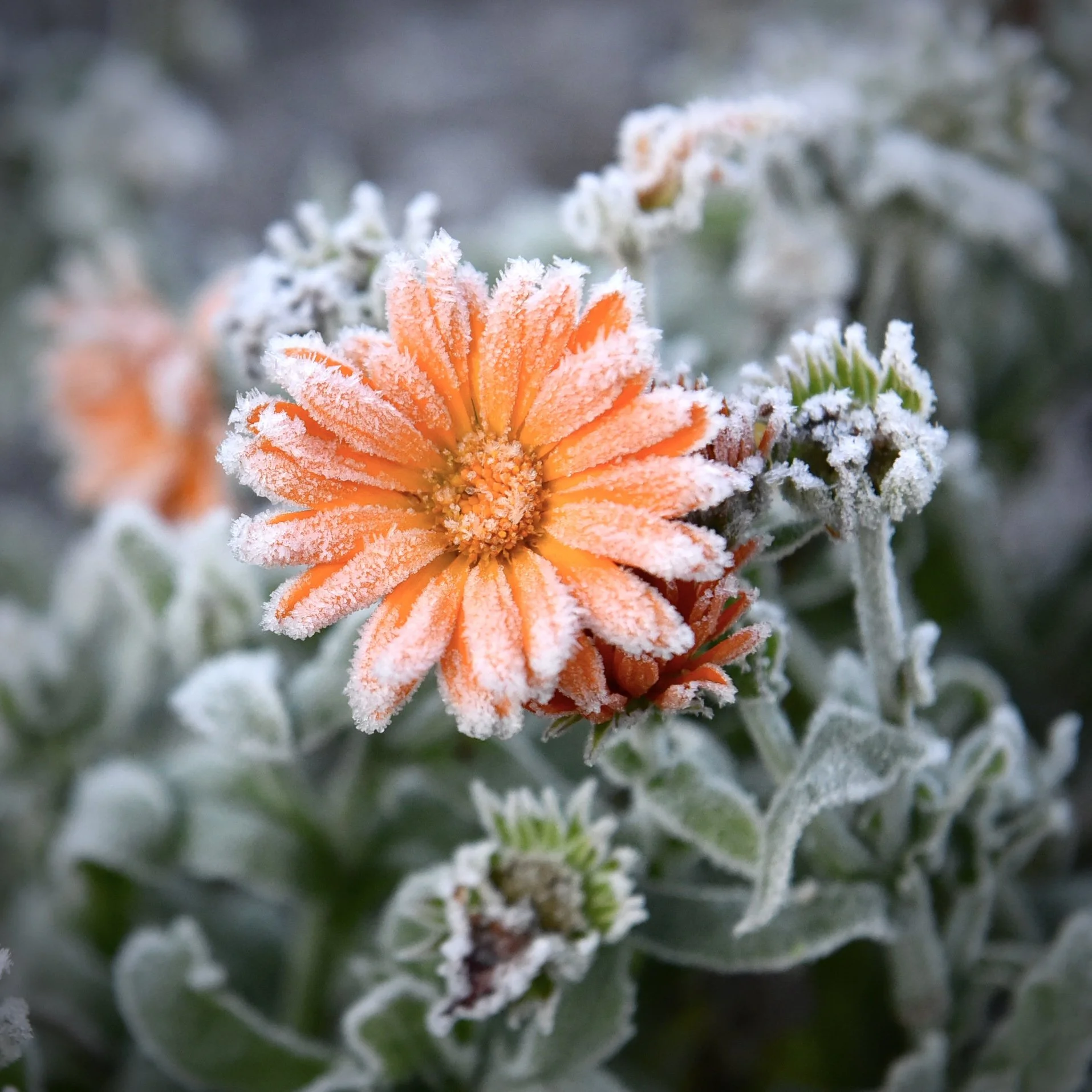 Bell House Open Garden - December