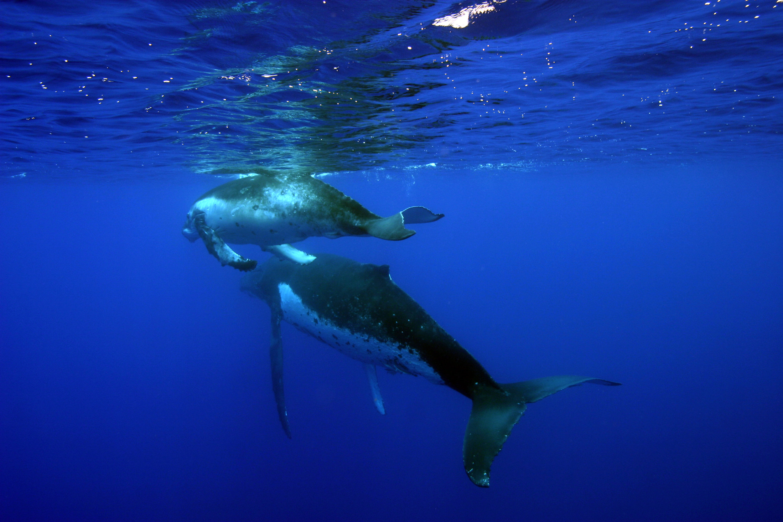 Humpback Whales 2 - National Marine Sanctuary of American Samoa.jpg