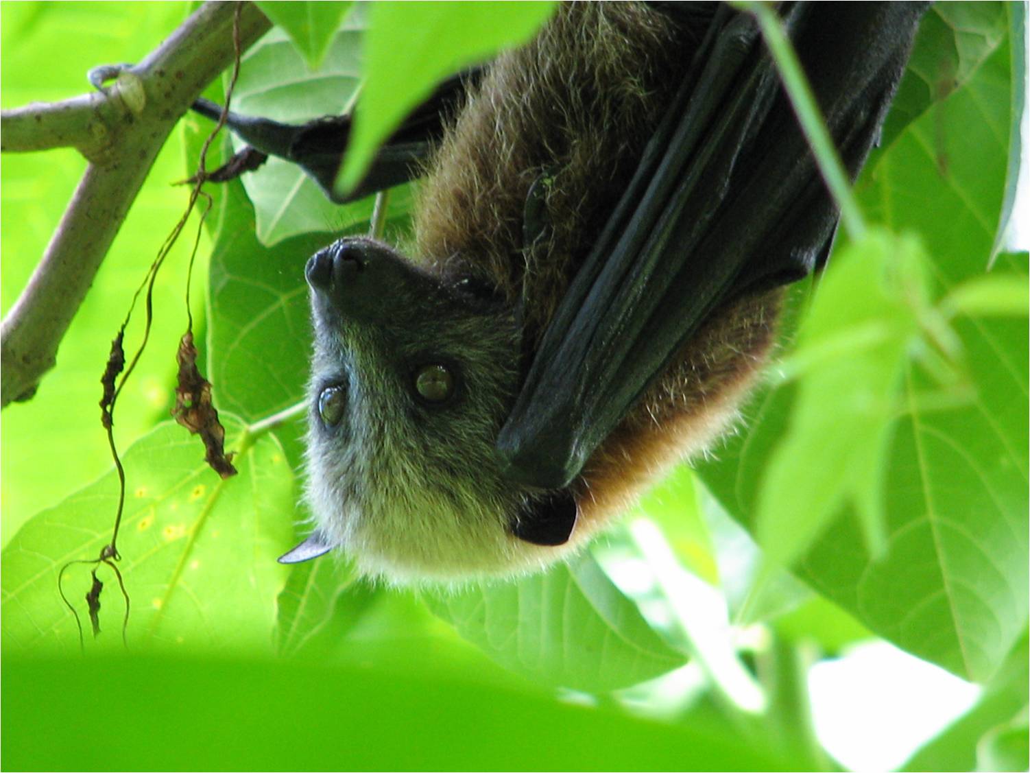 Samoan Fruit Bat 1 - National Park Service of American Samoa.jpg