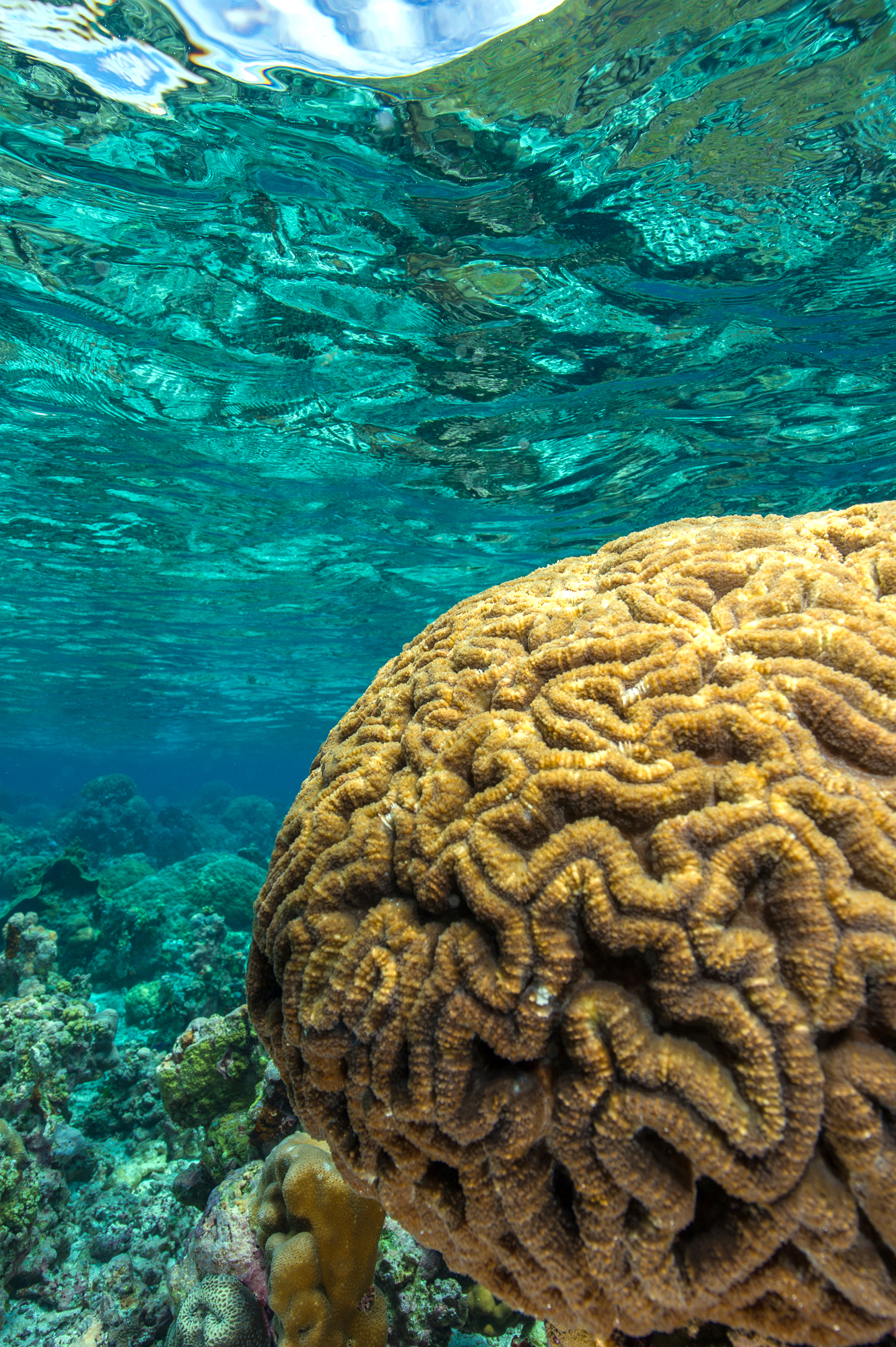 Brain Coral - National Park Service of American Samoa.jpg