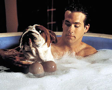 Van Wilder.jpg