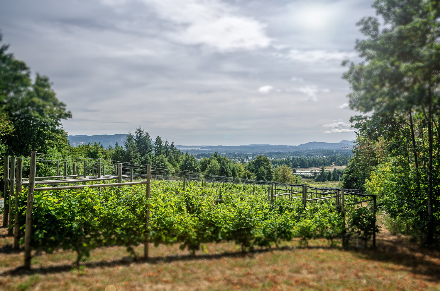 Averill Creek Vineyard View of The Cowichan Valley
