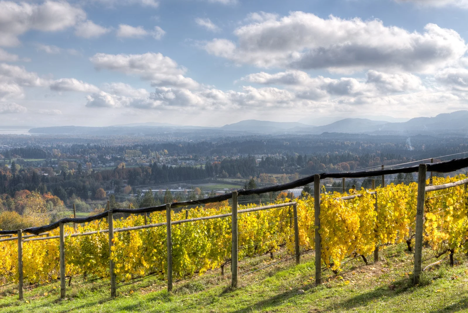Averill Creek Vineyard in Autumn