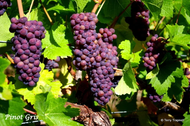 Averill Creek Vineyard Pinot Gris