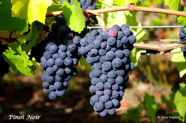 Averill Creek Vineyard Pinot Noir