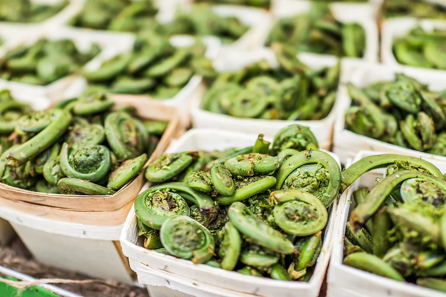 Spring_Fiddlehead_Quiche_Red_Wine_Pairing.jpg