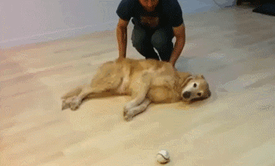 We know you've got it in ya dog.