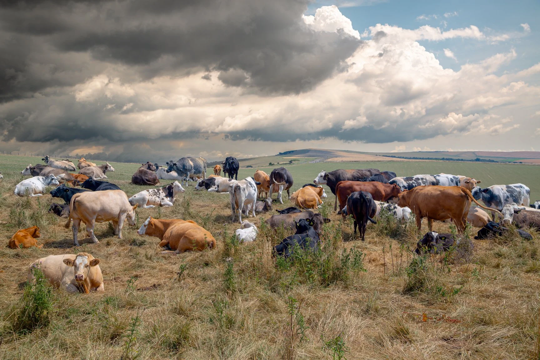 Cow's At Rest Upon The Beacon