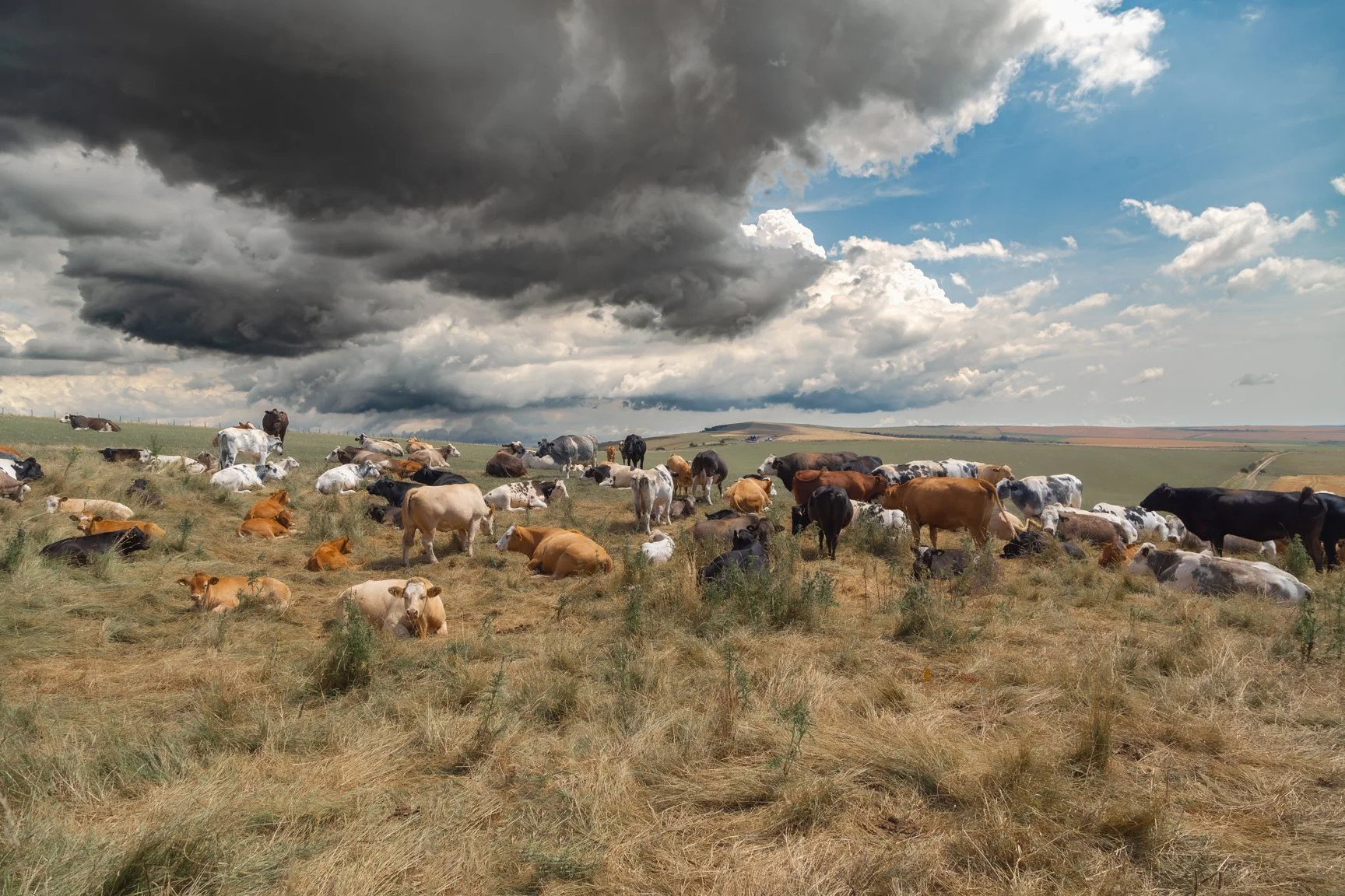 The Cows Upon The Beacon 2