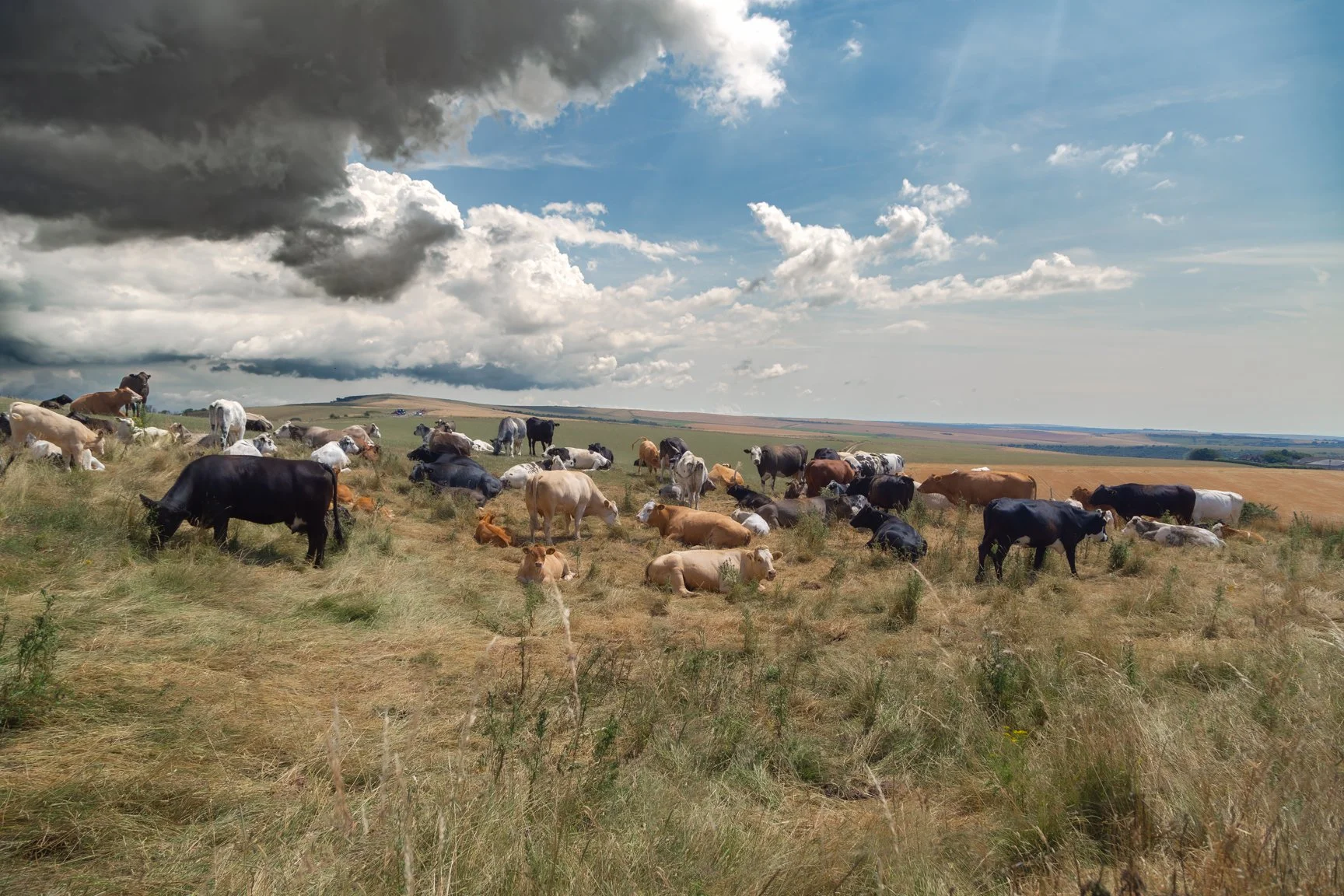 The Cow's On The Brow