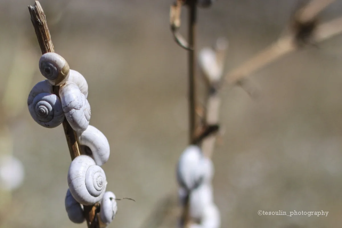 summer dualities - asleep explorers