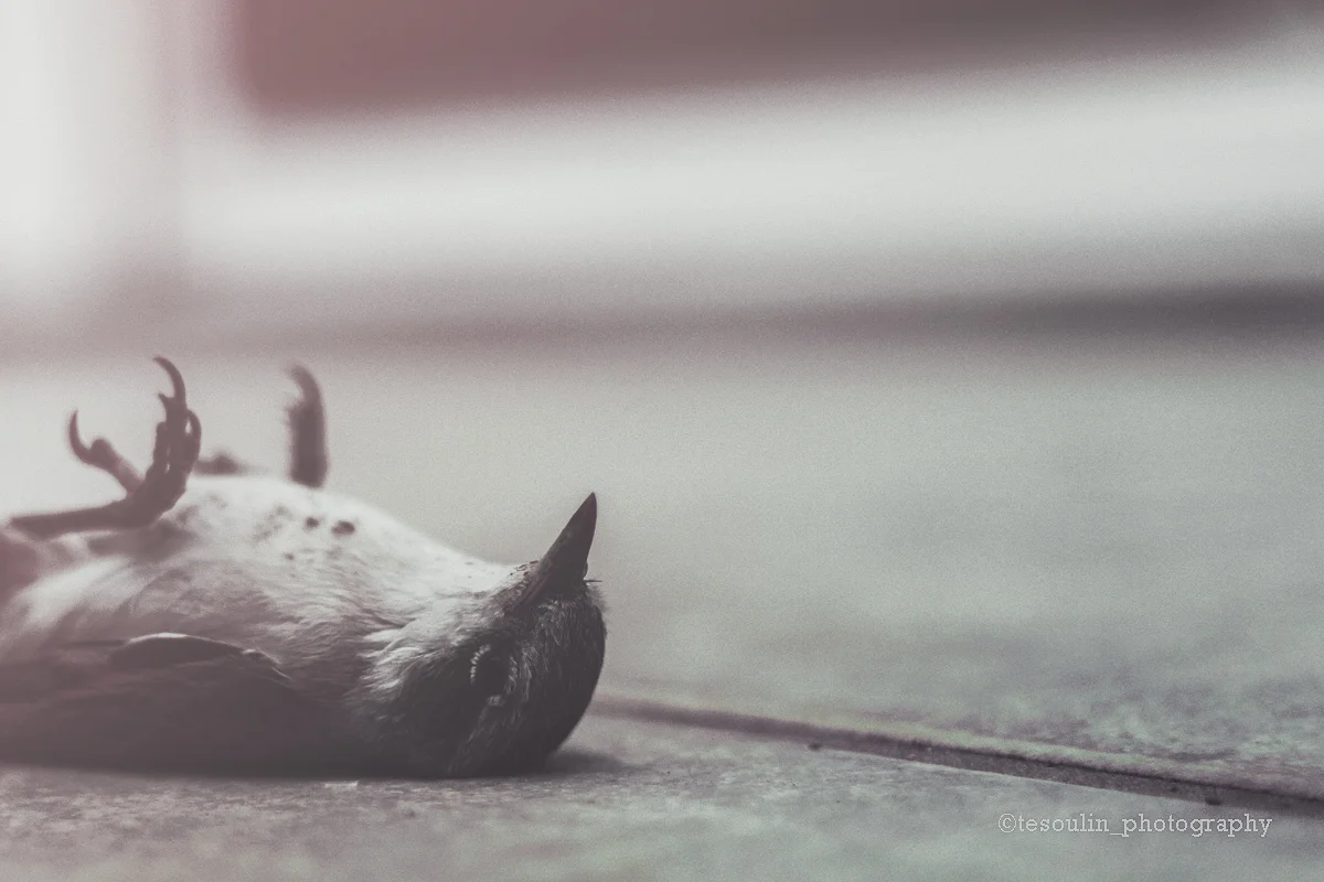 summer dualities - the end