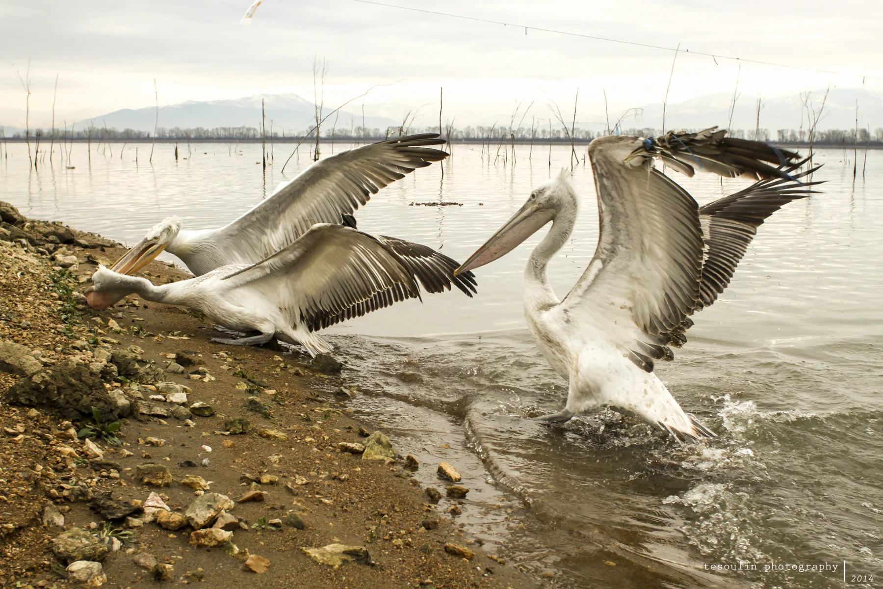 We travel to be lost: Kerkini lake in Winter