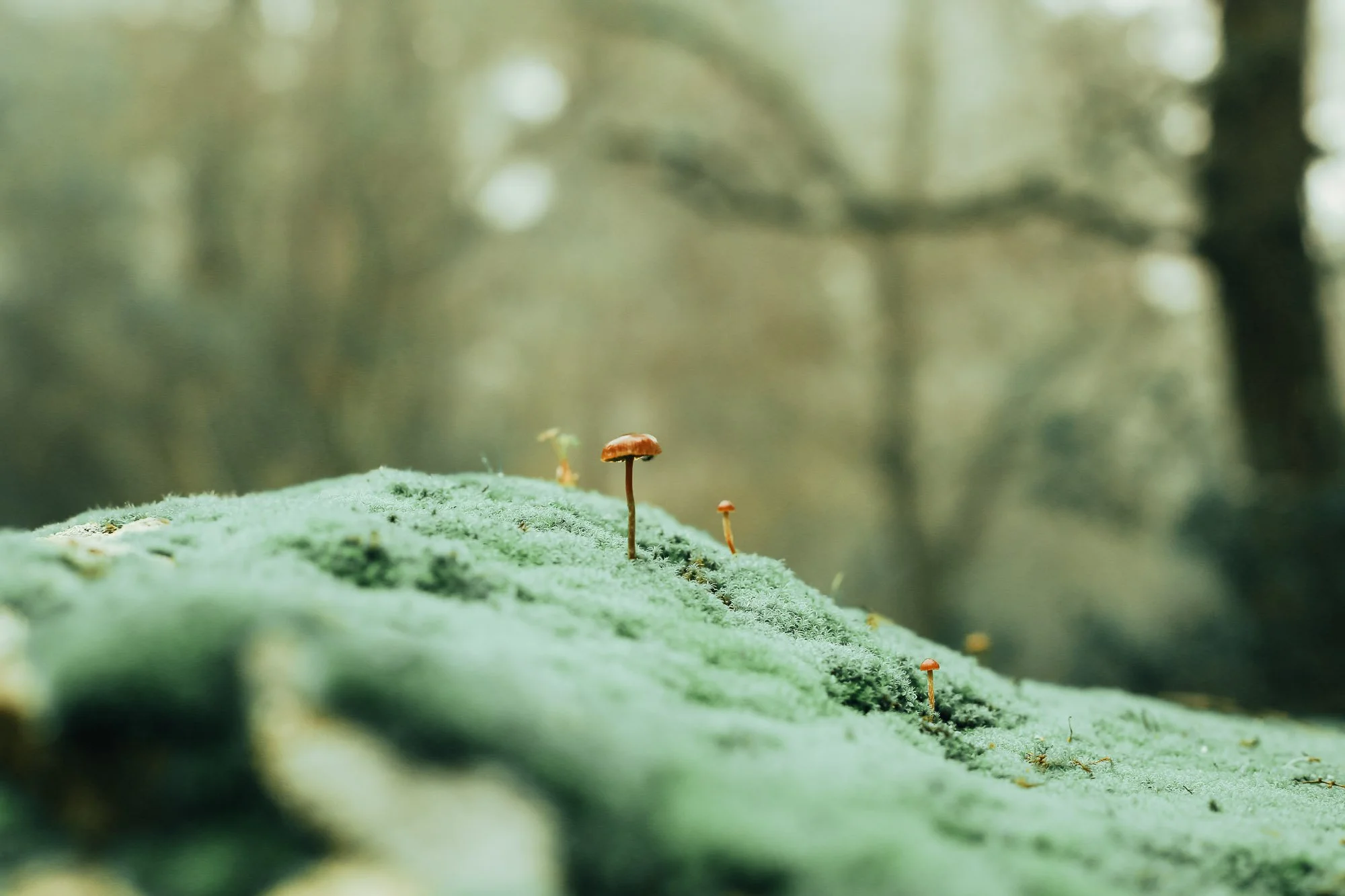 lichen, moss &amp; fungi