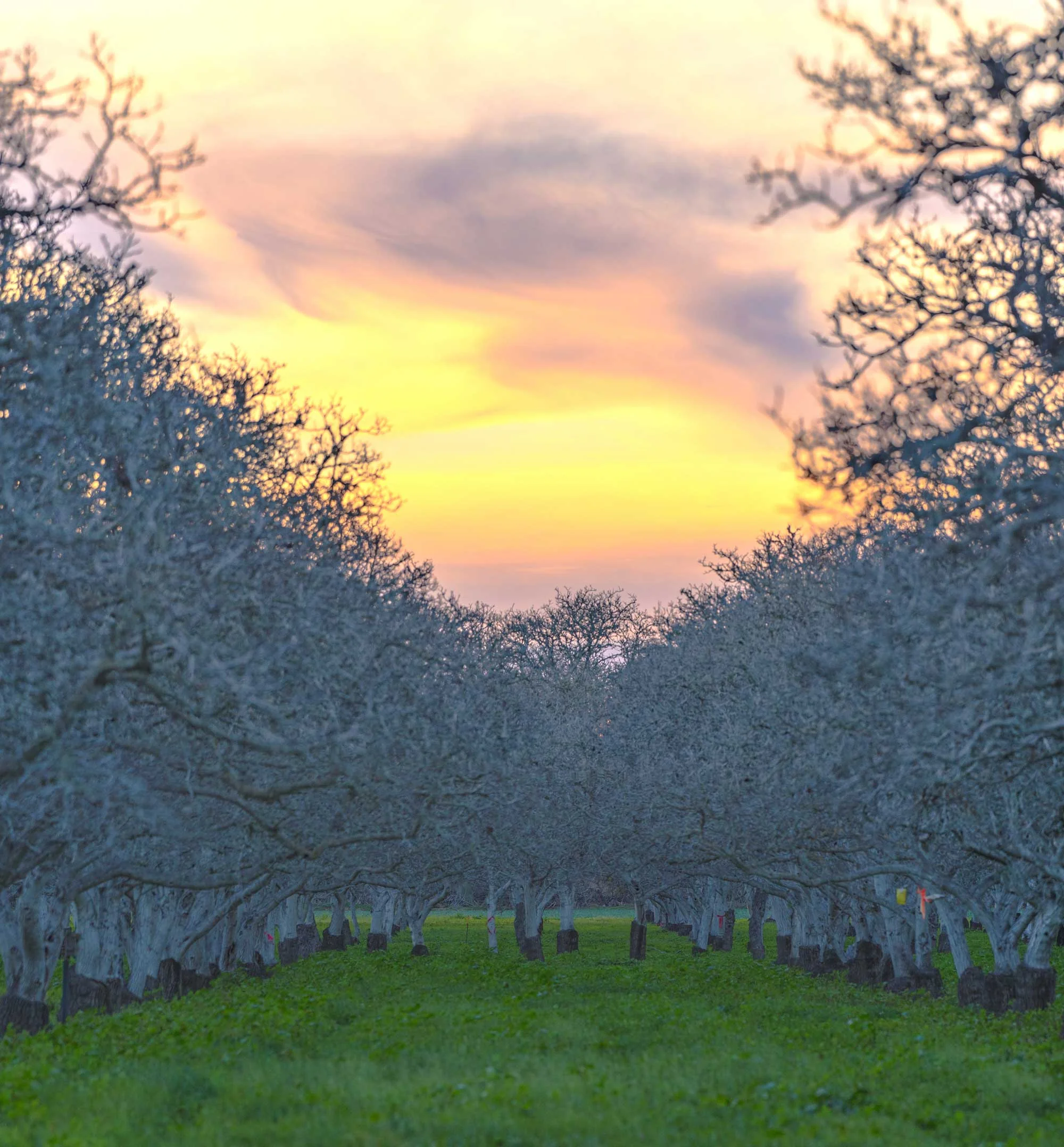 Lompoc Walnuts