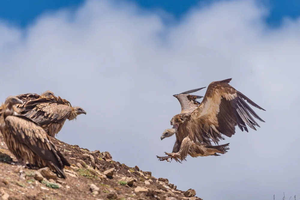 Sky Burial