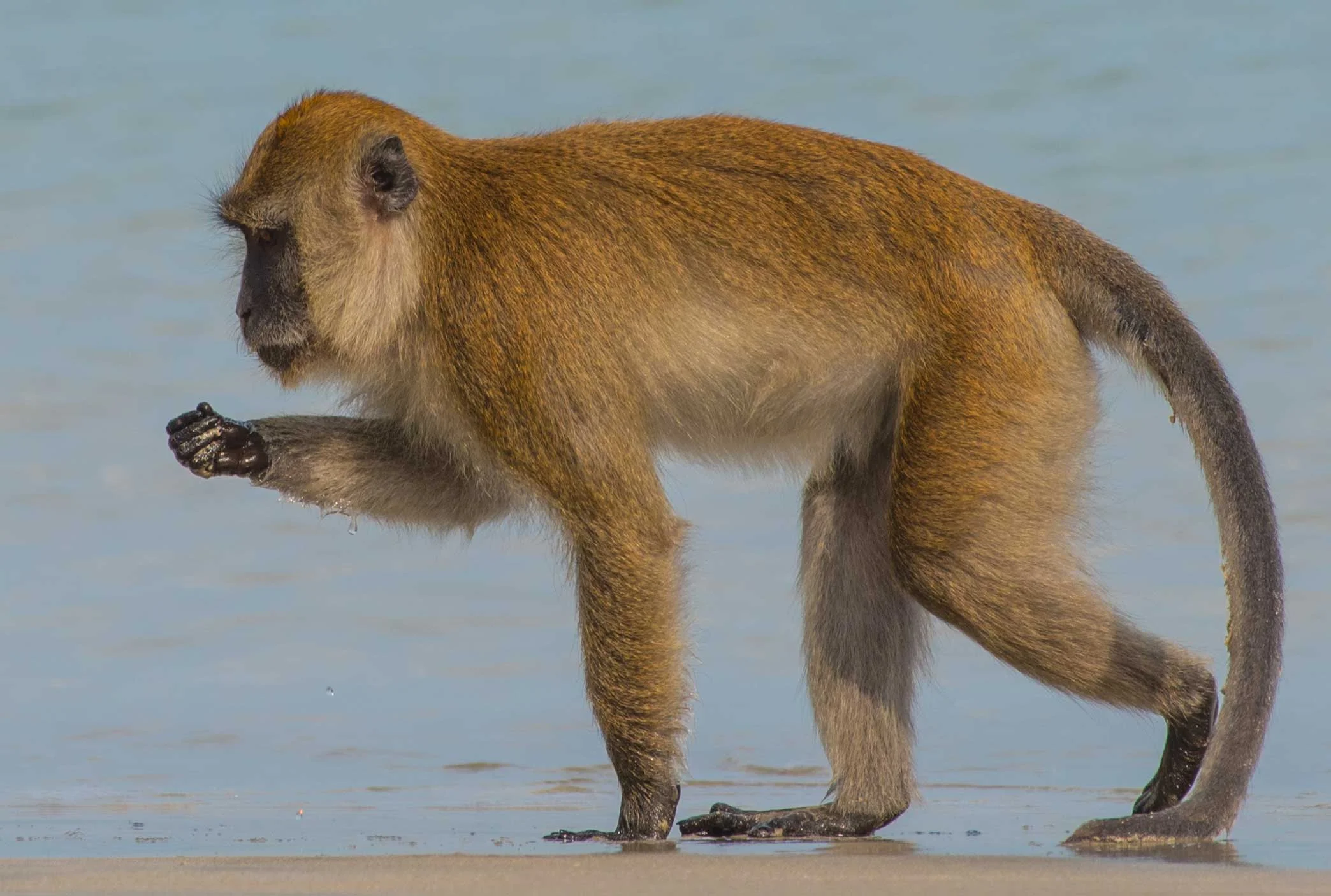 Beach Monkey