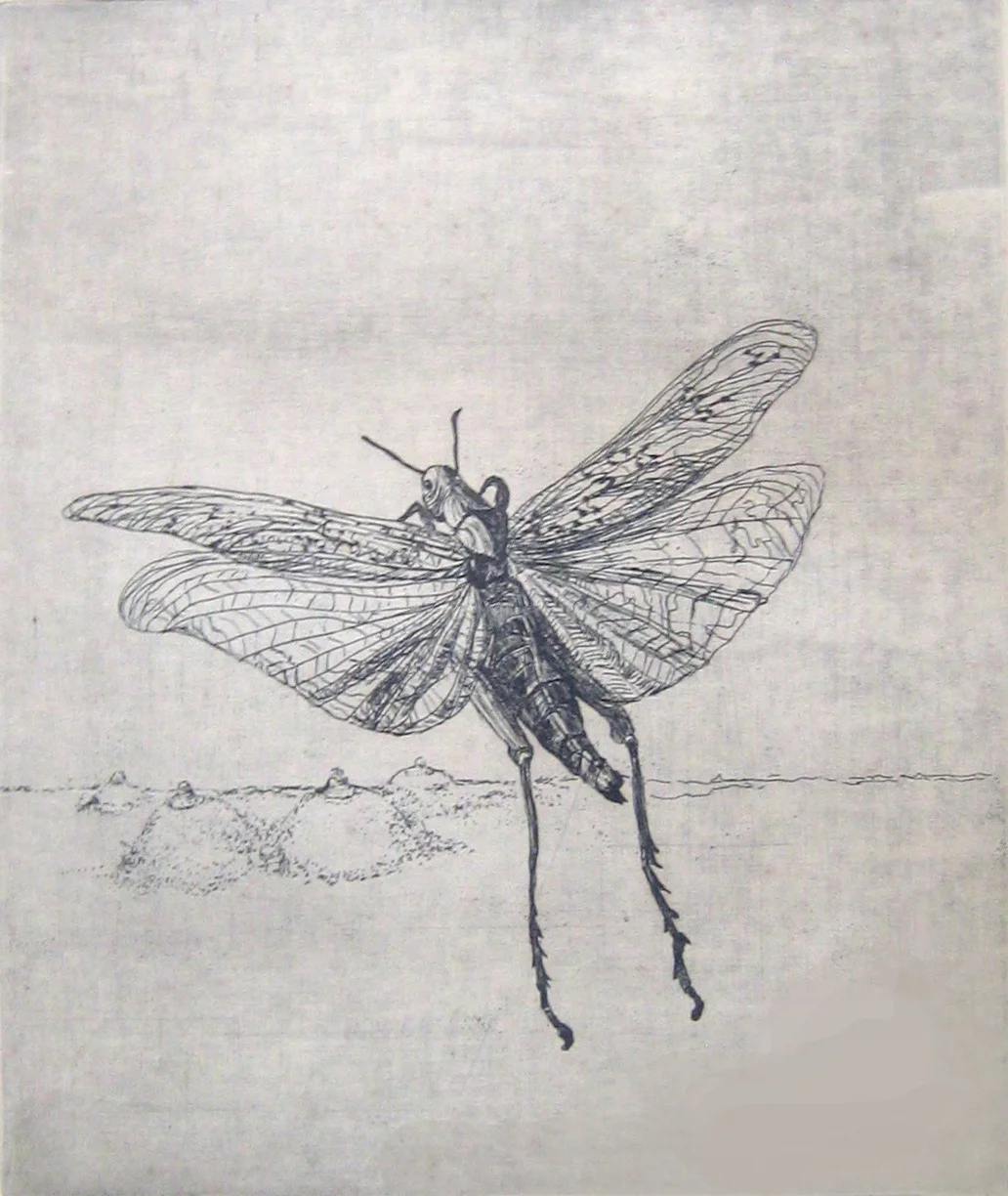 locust etching 30 x 35.JPG
