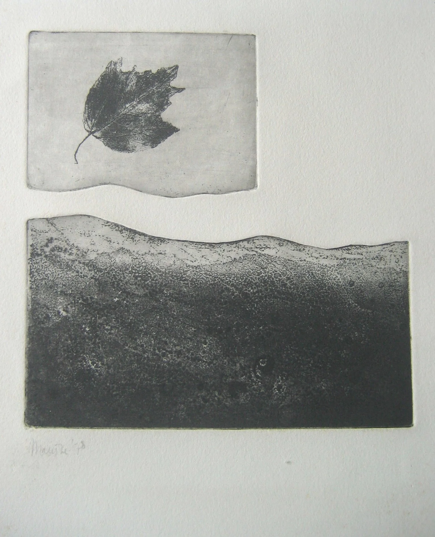 leaf  etching 30 x 35.JPG