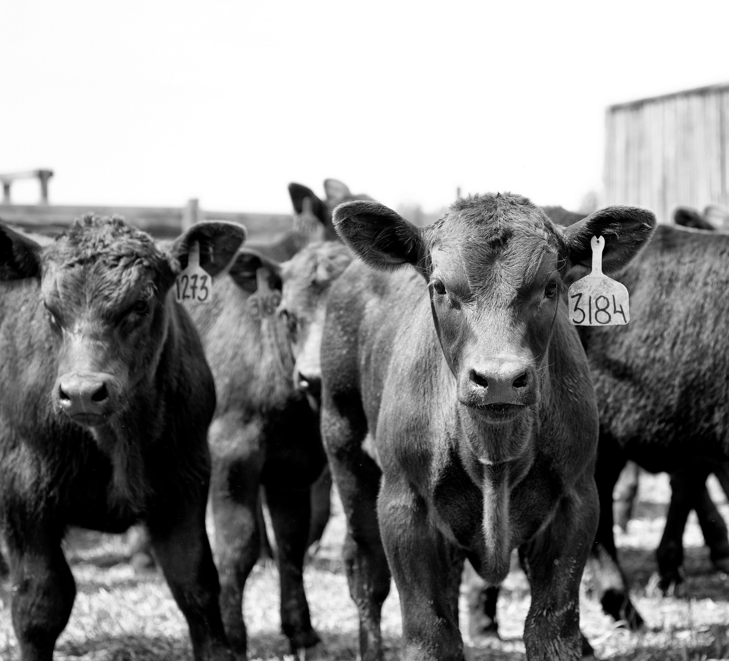 Calves head on.jpeg