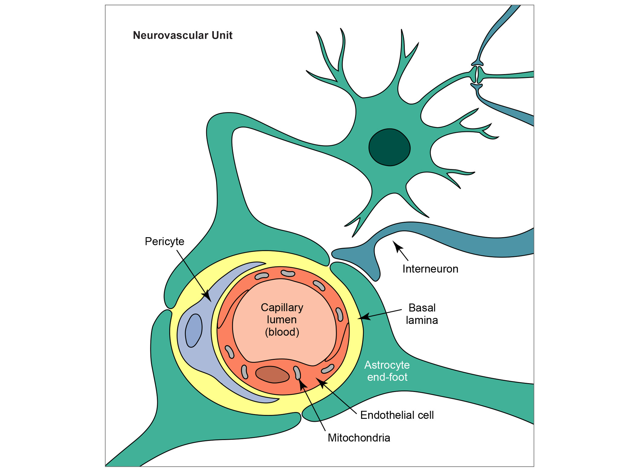  Neurovascular Unit   Adobe Illusstrator  