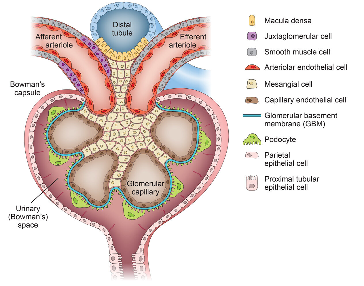  Kidney Glomeruli Structure   Adobe Illustrator  