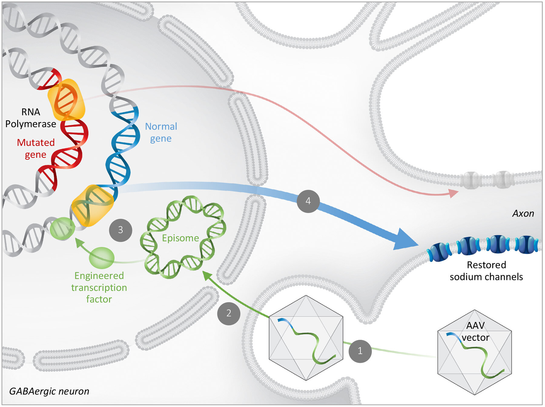  AAV-mediated Gene Regulation Therapy   Adobe Illustrator  