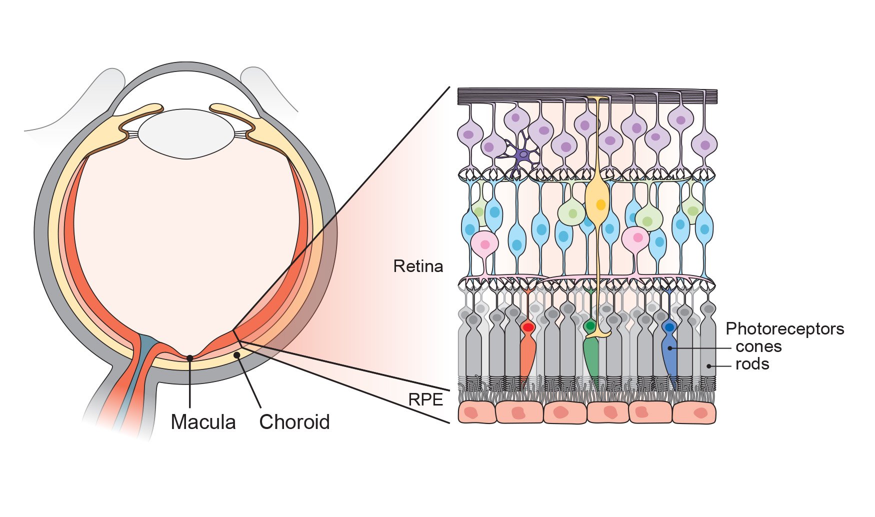  Retina Structure   Adobe Illustrator  