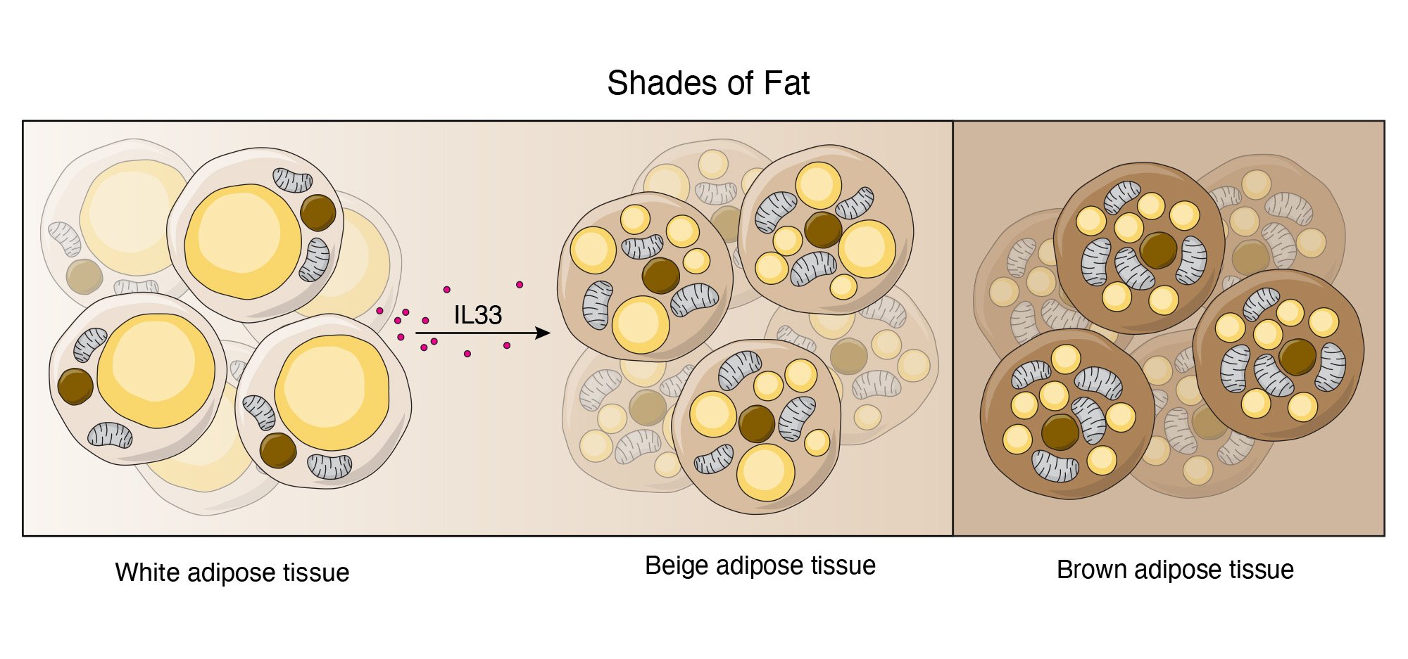  Adipose Tissue Types   Adobe Illustrator  