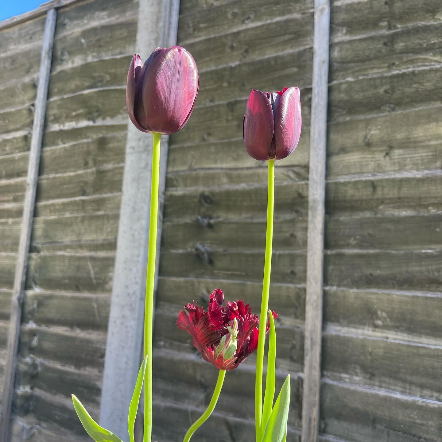 2 Regular Tulips, one different but equally beautiful 😊 - do you agree?