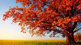 What's Happening October 27 - November 2