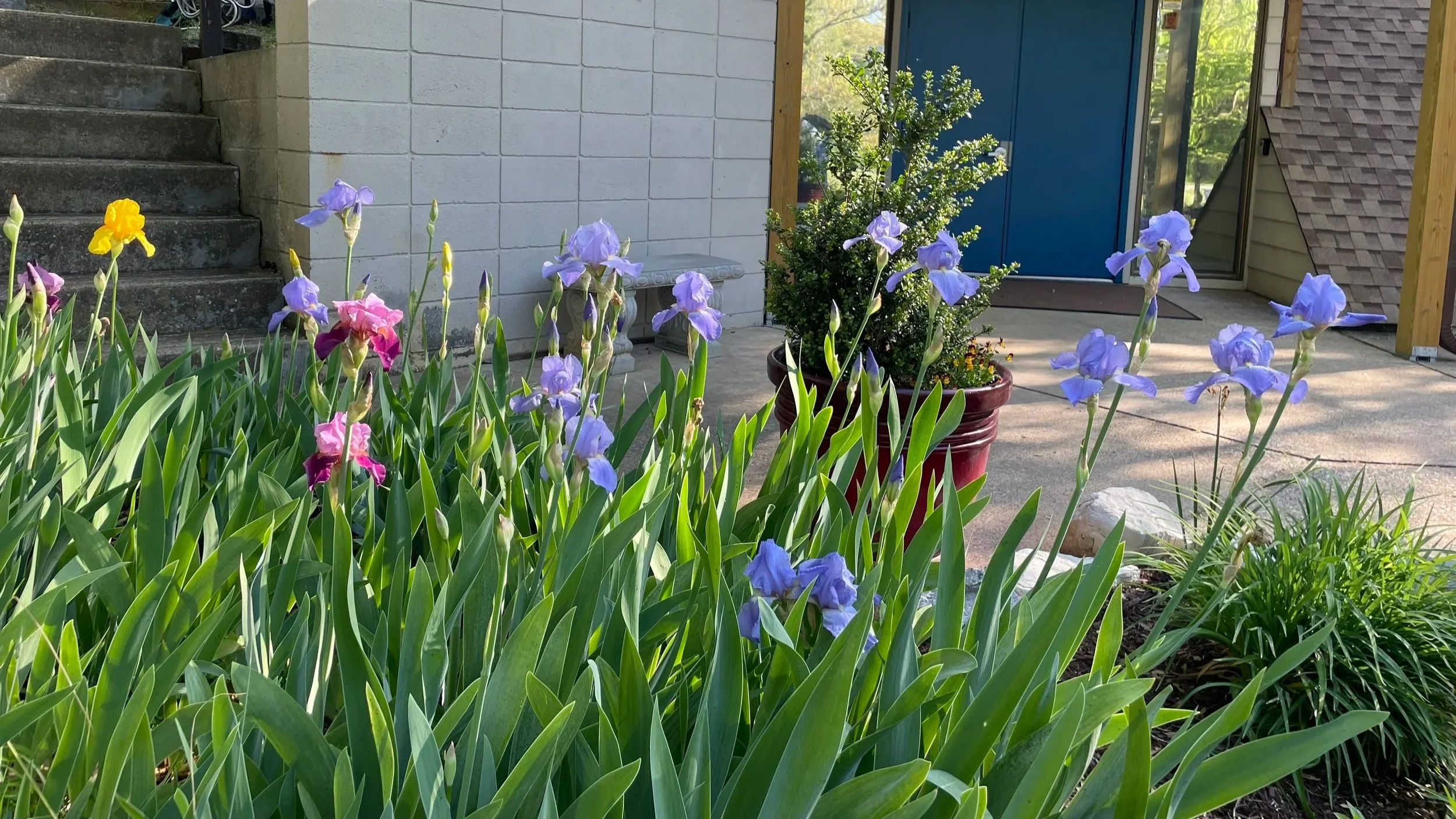 Bring a Flower this Sunday