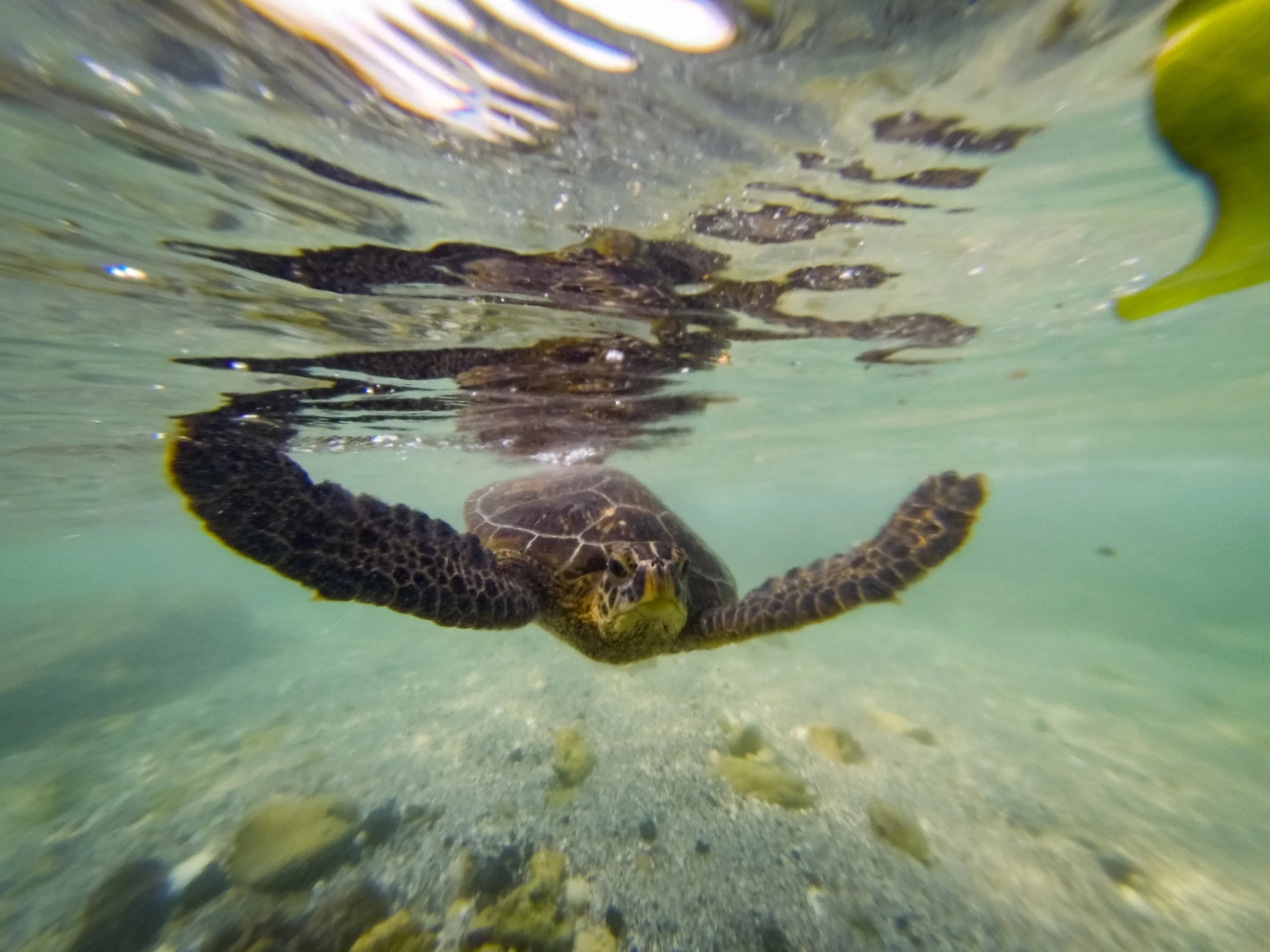 Honu-0168.jpg