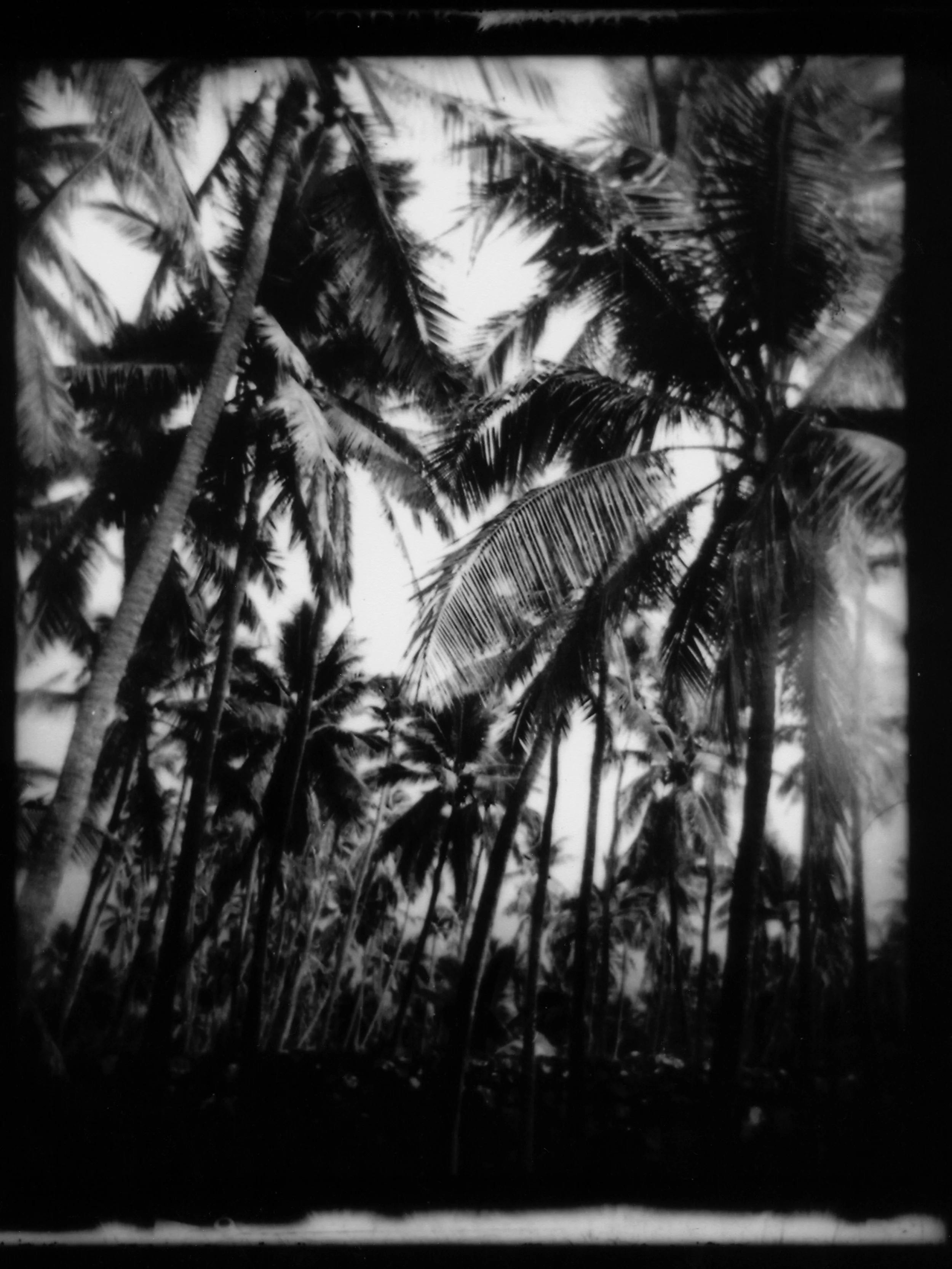 Palms-0001.jpg