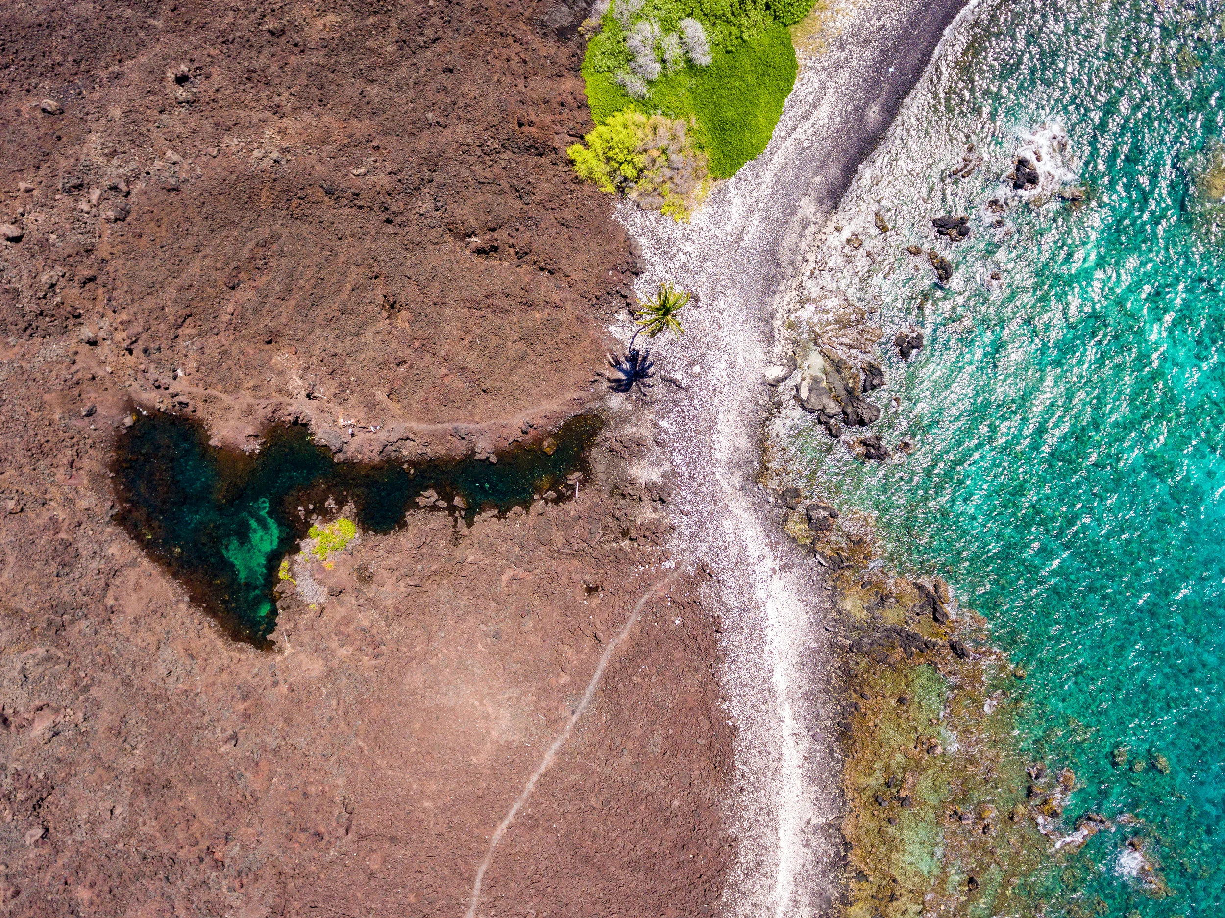 Lone Palm-0412.jpg