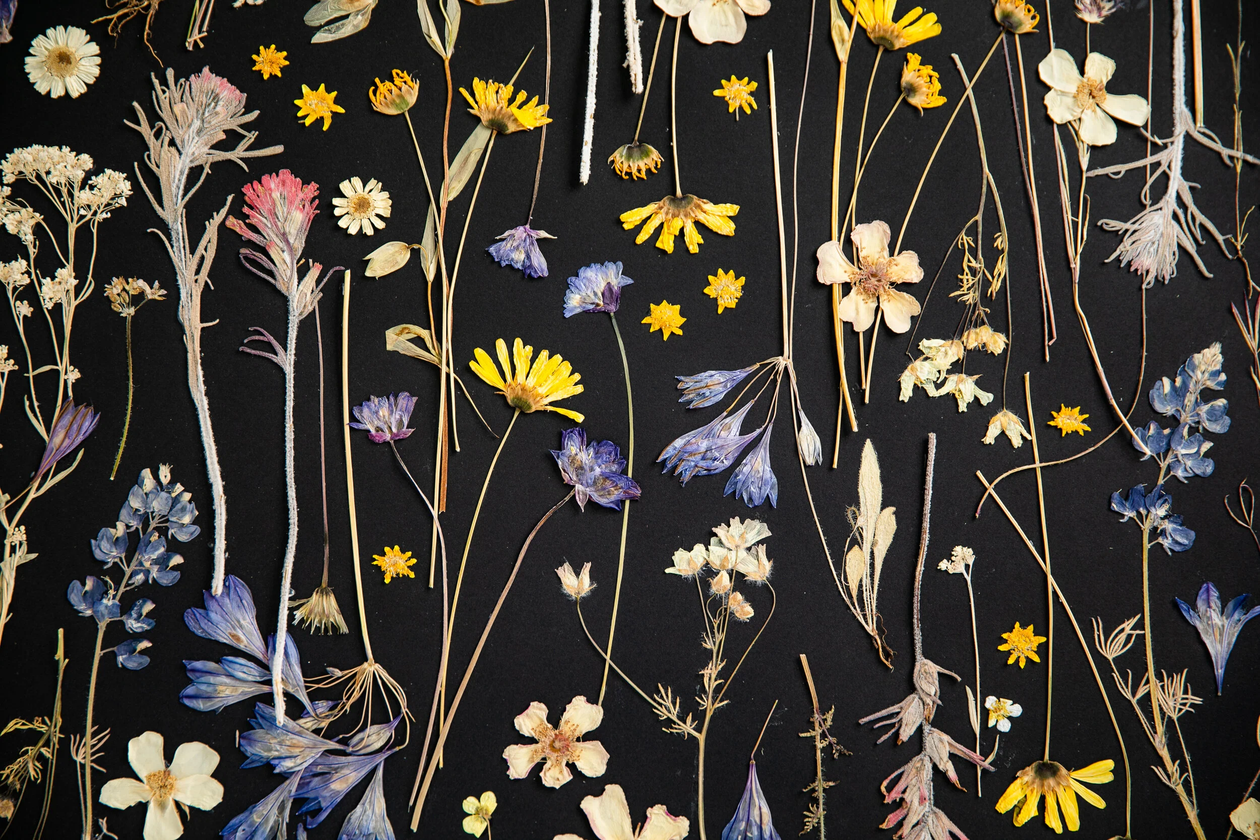 2019_11_20_Modern Pressed Flower-99.jpg