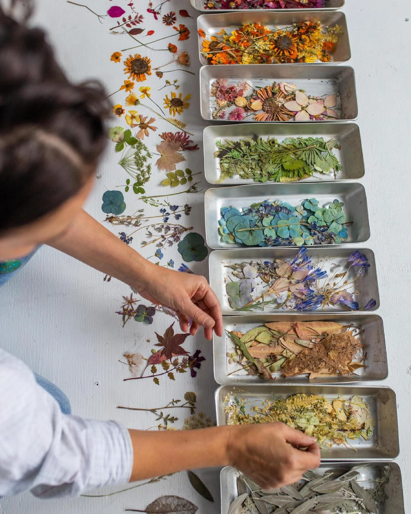 My Spring class on flower pressing is up on @togathernow! On May 15th - Saturday 10am Pacific Standard Time - I&rsquo;ll be teaching a two hour Zoom class on how to press flowers so they don&rsquo;t turn brown. A year ago, I casually offered this cla
