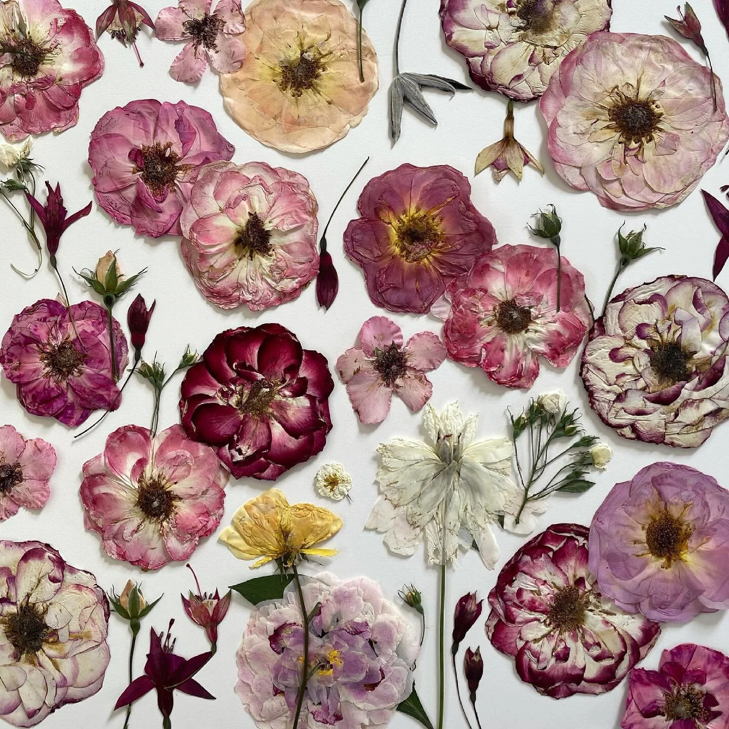 Checking on my first batch of pressed flowers since being on my family&rsquo;s farm.  I have about ten presses full right now w exciting projects ahead.  #pressedflowers #pressedroses #howtopressflowers #pressingroses #roses #nofilter