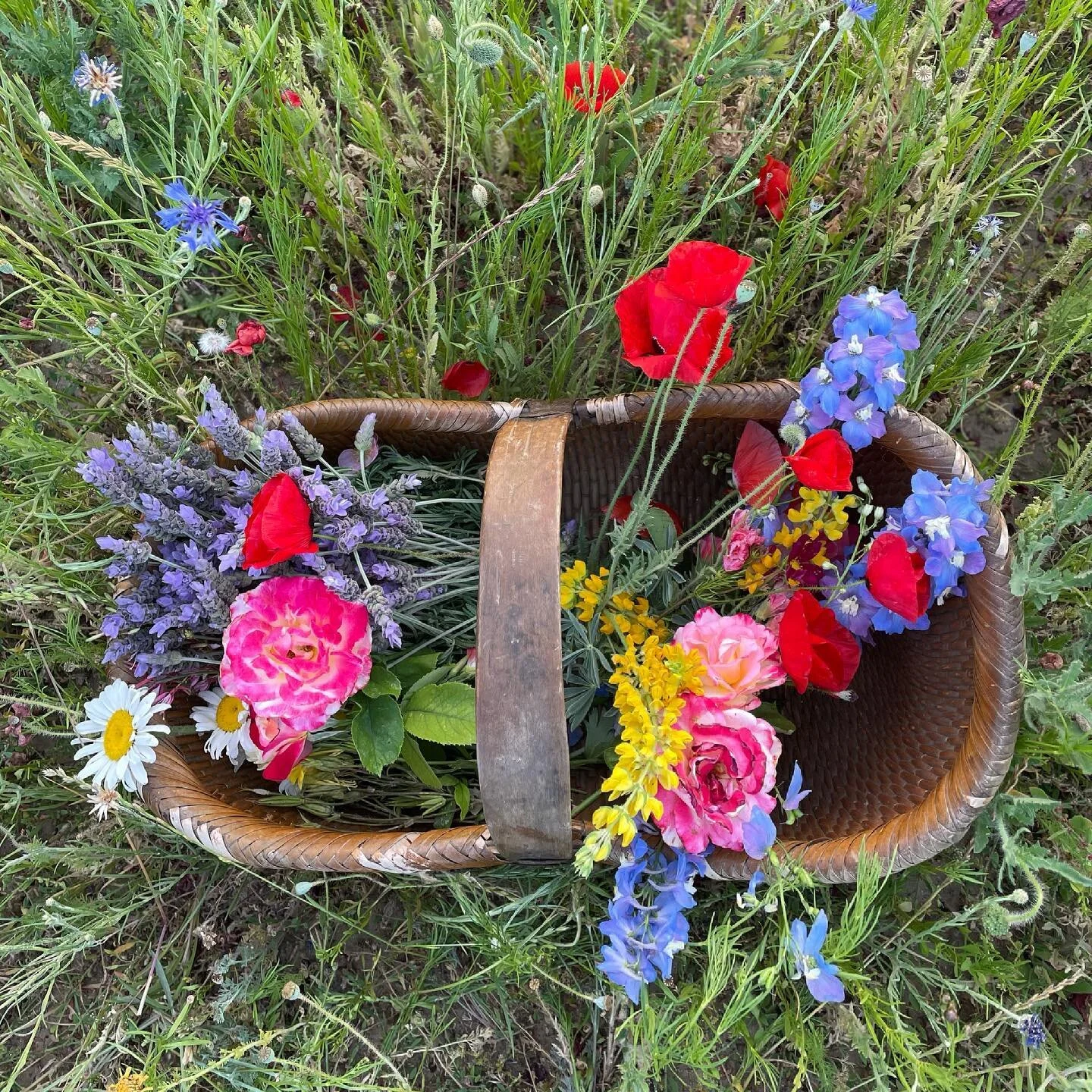 Picking flowers for my class tomorrow. Thanks to so many who signed up. If you can&rsquo;t make it, the class is recorded and sent as a Vimeo link afterwards - but only to those who sign up. I&rsquo;ll be waking  up early to clean my little art studi