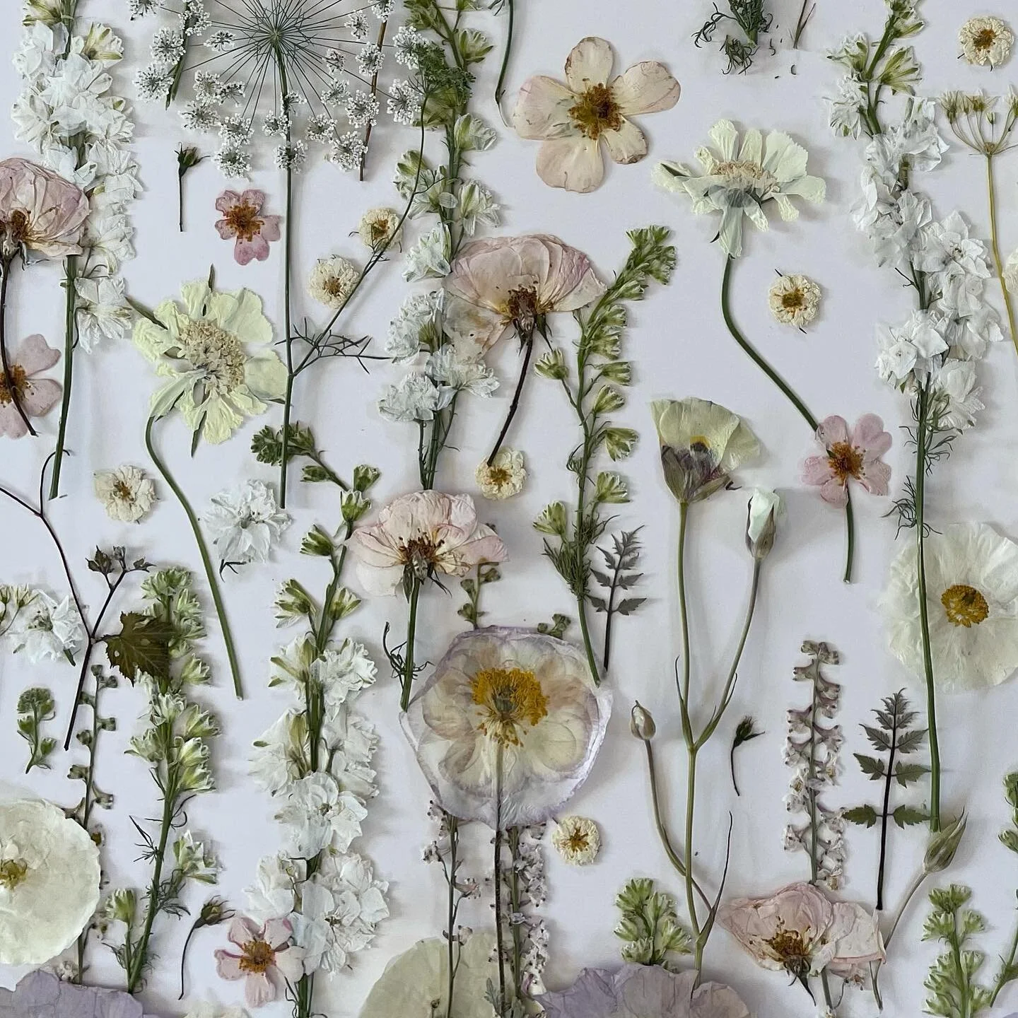 Detail of a white flower study...#nofilter #pressedflowers #pressingflowers #pressedflowerlpve #pressedwhiteflowers