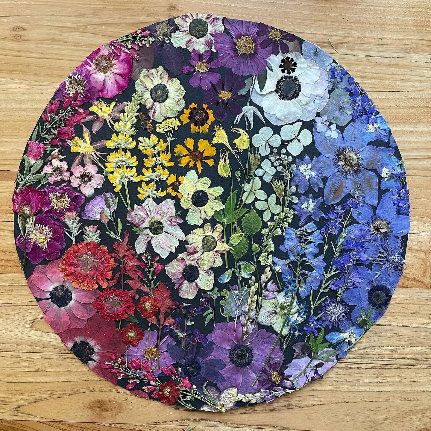 This week&rsquo;s piece, glued and ready to be captured tomorrow. #pressedflowers #pressedflowerart #flowerart #botanicalcollage #summerflowers #ombreflowers